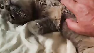 Playing with Stray Cat Trevor