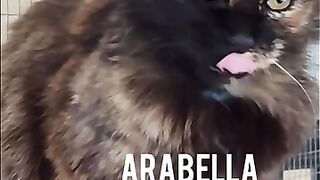 From Wild Feral Cat To A Forever Home - Arabella