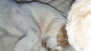 Sweet Cats 3