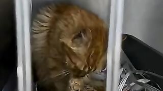 Little Ginger Boy in hospital