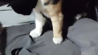 Stray cat Bits & Pieces gets cuddles
