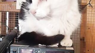 Felix is helping today