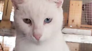 Deaf Cat Harrison 2
