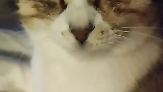 Polly the pussycat