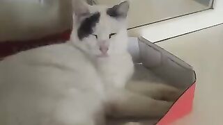 Mr Marengo's a naughty cat