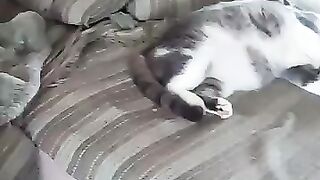 What Cats Want on a Cold Day
