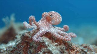 Funnyfuzzy - id | Trending HD Video 203