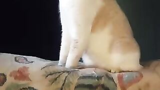 Stefan the Guard Cat