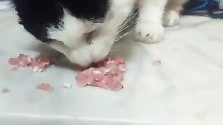 Felix enjoys a meaty snack