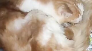 The Cats are getting ready for Christmas