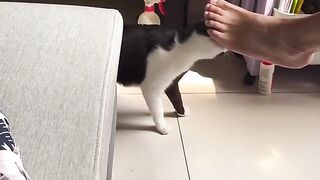 cute cat behavior 7