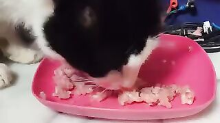 Felix enjoys an extra breakfast