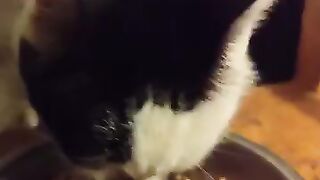 Extra supper for Chilli Pepper