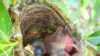 A young cuckoo chick pushes a baby white-eye out of the nest