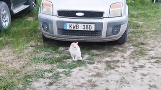 Tiger  Escapes