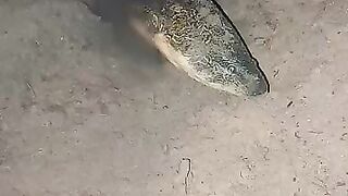 Looking for a fish or eel.. Thanks for watching..!! 63