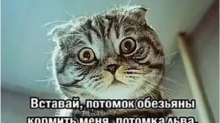 0035_KOT (????I????)