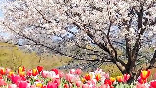 Beautiful flowers 32