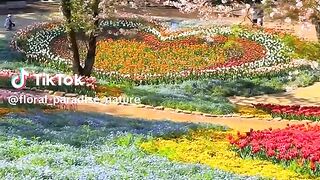 Beautiful flowers 33