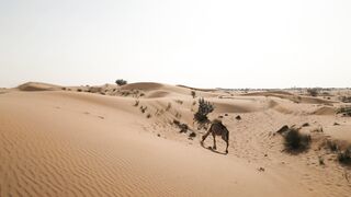 4K resolution - a desert with sand dunes and bushes | Trending HD Video