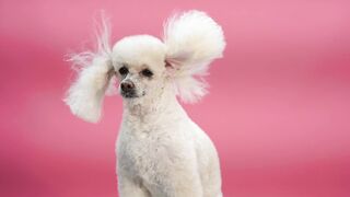 Funnyfuzzy - a poodle dog s fur swaying by the wind blows | Trending HD Video