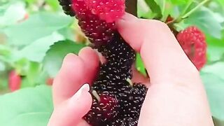 Buah ini ternyata ada manfaat nya lo