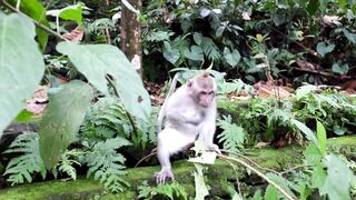 Funnyfuzzy - id | Trending HD Video 215