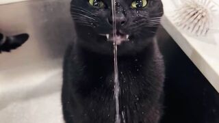 Funny cats ???? 5