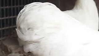 This is not a chicken????