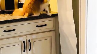 "POV: You Own an Orange Cat????????