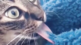 My cat doesn't seem to be smart