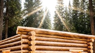 Forest Survival Cabin Build