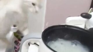 Cats without rules