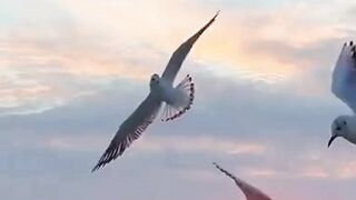 Beautiful nature 275