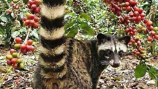 The origin of luwak coffe