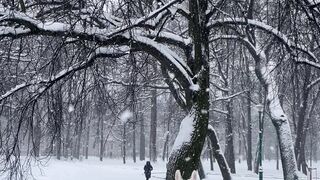 Winterhalter - winter park with white dog in snow | Trending HD Video