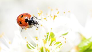 ✅Música instrumental para relaxar e reduz ansiedade- Limpeza para cura e boas energias