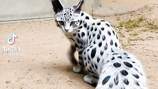 Amazing cat 8