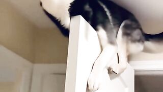 My husky is screaming????????????