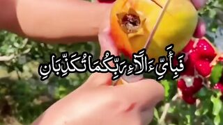 Beautiful Recitation of Quran e pak || Beautiful Tilawat e Quran e pak