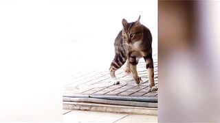 Silly cats