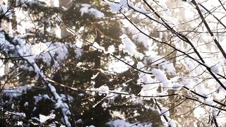 The Shy Snow Woman and the Cursed Ring - id | Trending HD Video 164