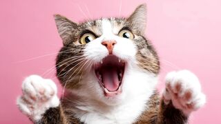 Funnyfuzzy - id | Trending HD Video 226