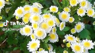 Beautiful flowers nature