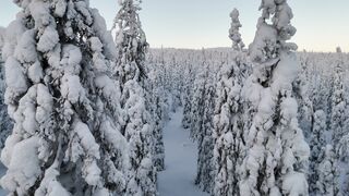 Winter solstice - breathtaking aerial view of snowy winter forest | Trending HD Video