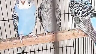 the parrot collection