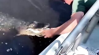 Crocodile not frind human