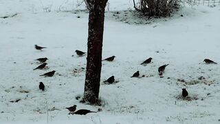Winter Coat - id | Trending HD Video 84