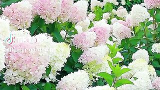 Beautiful the scenery 2