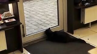 0036_KOT (•̀ᴗ•́)